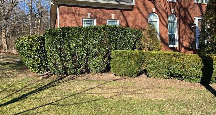 Green hedges in front of a brick building with windows. Bright sunlight on grass.