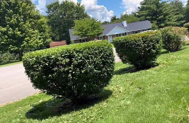 Green, neatly trimmed bushes in front of a house with a blue roof and a sunny sky.