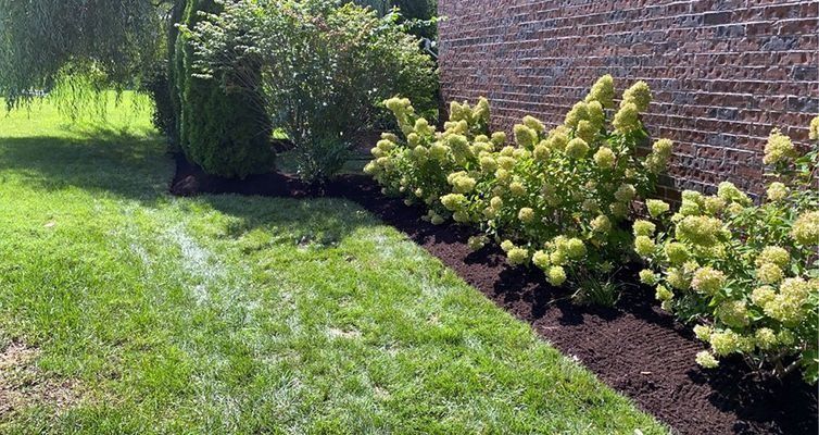 Lush green grass, mulched flower beds, shrubbery, and a brick wall in a sunny yard.