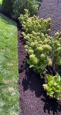 Garden bed with green hydrangeas, brown mulch, and green grass.