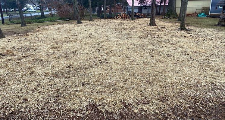 A yard covered in light-colored wood chips, surrounded by trees and houses.