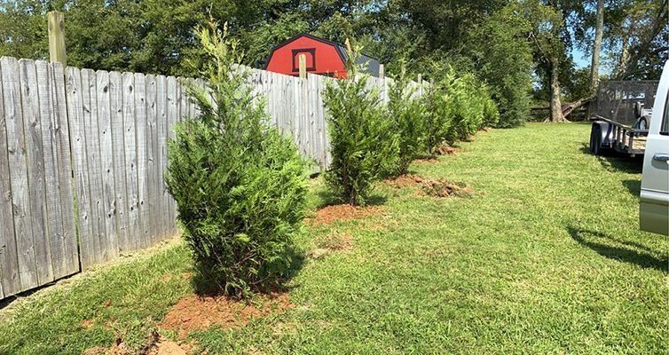 Row of green evergreen shrubs planted along a gray wooden fence in a grassy yard.