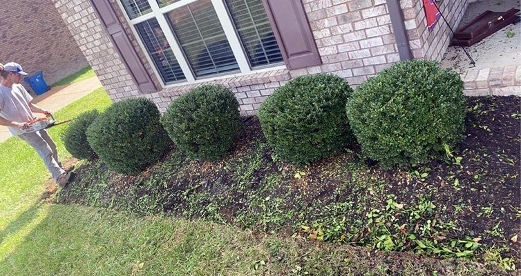 Person trimming bushes in front of a brick house.