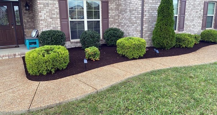 A well-manicured front yard with bushes and dark mulch next to a beige sidewalk.