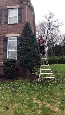 Man on ladder trimming tall bush near a brick house. Green grass and foliage.
