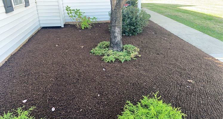 Brown mulch bed surrounding a tree and small plants near a white building and green lawn.
