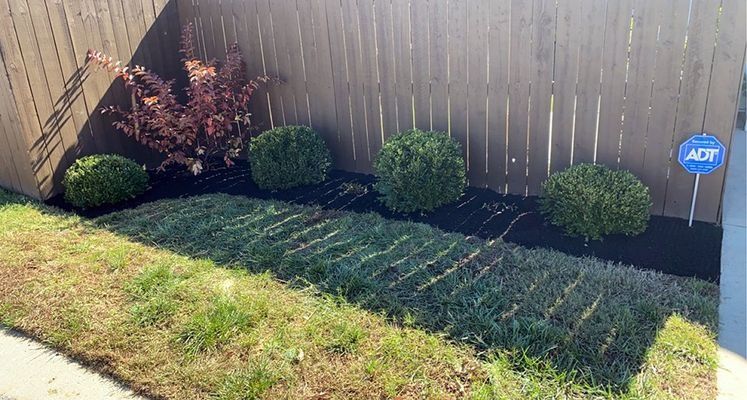 Green bushes and reddish plant in a mulched flowerbed in front of a wooden fence and green lawn.