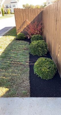 Lawn with trimmed grass, dark mulch with round shrubs, next to a wooden fence.