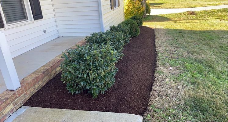 Row of green shrubs in fresh brown mulch border a house, next to a grassy yard.