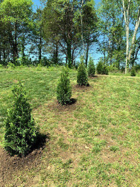 Row of newly planted evergreen trees in a grassy yard, under a bright blue sky.