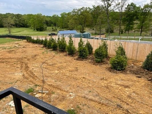 A row of young evergreen trees planted along a wooden fence in a dirt yard.