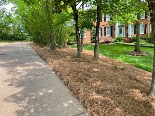Pine straw mulch borders a driveway and trees in front of a house with green grass and white trim.