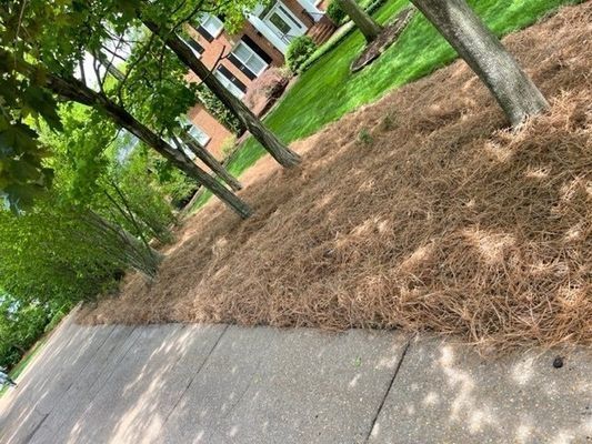 Trees with brown mulch lining a sidewalk on a residential property.