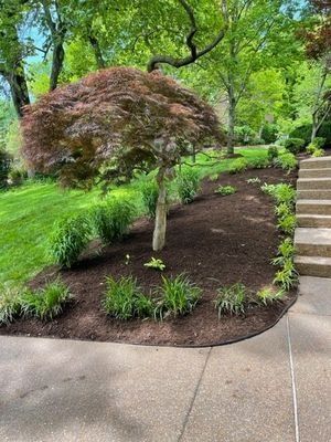 A landscaped yard with a red Japanese maple, green bushes, and a concrete walkway.