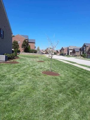 Suburban street with green lawns, trees, and houses under a bright blue sky.