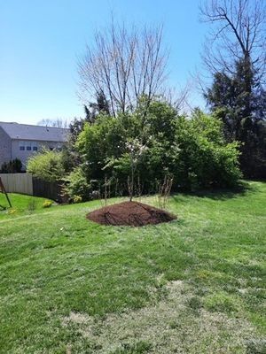 Newly planted tree surrounded by mulch in a grassy backyard, with a fence and houses in the background.