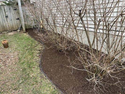Brown mulched garden bed with dormant bushes against a white house; green grass.