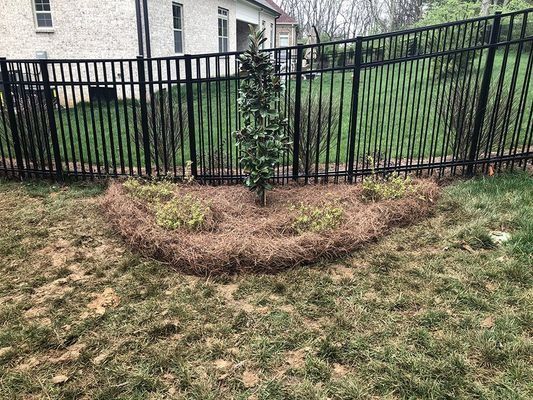 A tree and plants surrounded by mulch inside a black fence.