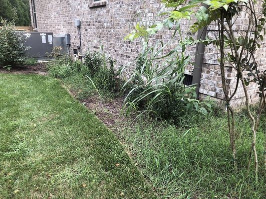 Grassy yard with a brick wall, a strip of overgrown weeds, and a small tree.