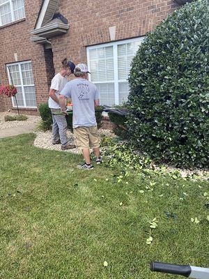Two people trimming a large green bush near a brick building. Green grass and white stones surround the bush.