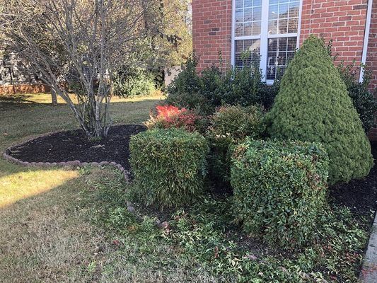 Landscaped front yard with dark mulch, green and red bushes, and a brick house.