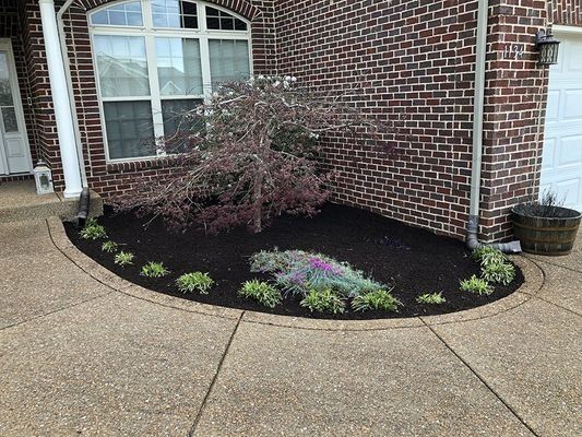 A landscaped front yard with a weeping tree and flowers surrounded by dark mulch; brick house.