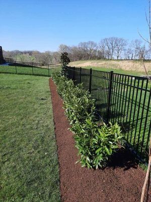 Green shrubs planted along a black metal fence on a sunny day; brown mulch and green grass.