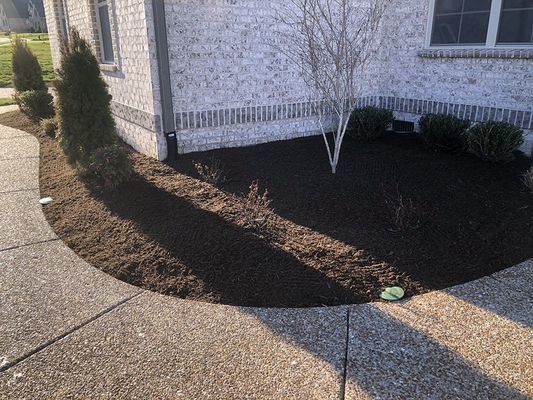 Flower bed with dark mulch, small trees, and sidewalk in front of a brick house.