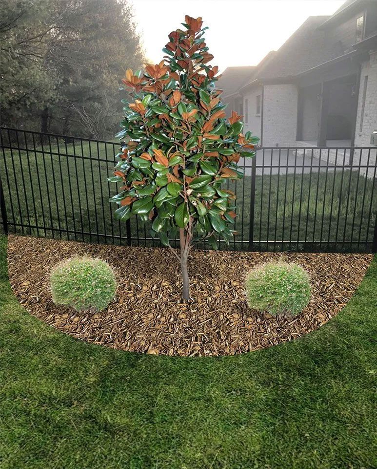 A magnolia tree in a mulch bed with two round shrubs, framed by a black fence, on a lawn.