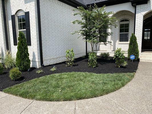 A home's front yard with green grass, black mulch, and shrubs next to a brick facade.
