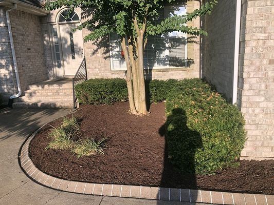 Front yard with mulch, brick border, tree, green bushes, and a person's shadow.