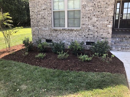 Brick home exterior with green plants in brown mulch bed.