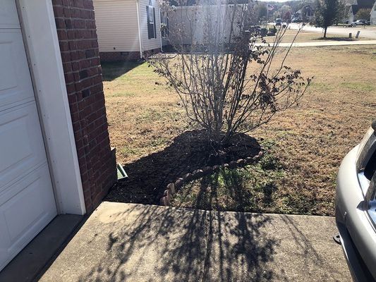 A leafless bush in a mulch bed next to a garage door and driveway, with a car partially visible on the right.