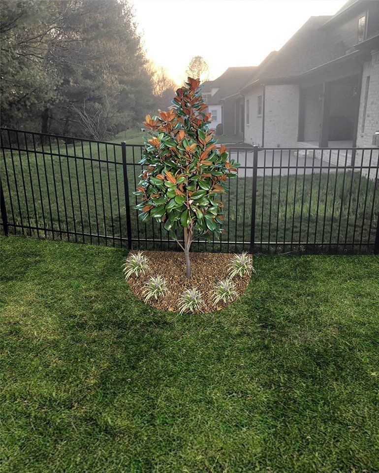 Young magnolia tree in a landscaped area with a black fence and house in the background.