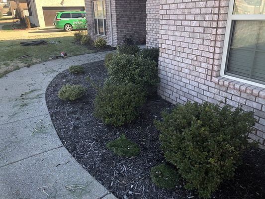 Curving concrete path bordered by black mulch, green bushes, and a brick house.
