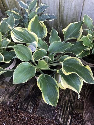 Hosta plant with dark green leaves and creamy yellow edges, potted near wooden background.