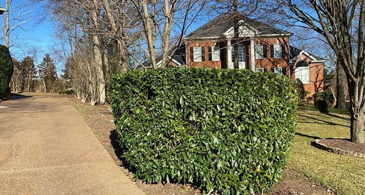 Green bush in front of a large brick house with columns, on a sunny day.  A walkway runs along the left.