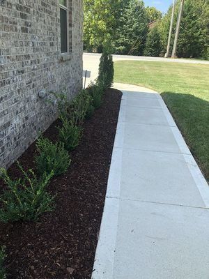 Brick house with concrete walkway and shrubbery along a bed of brown mulch.