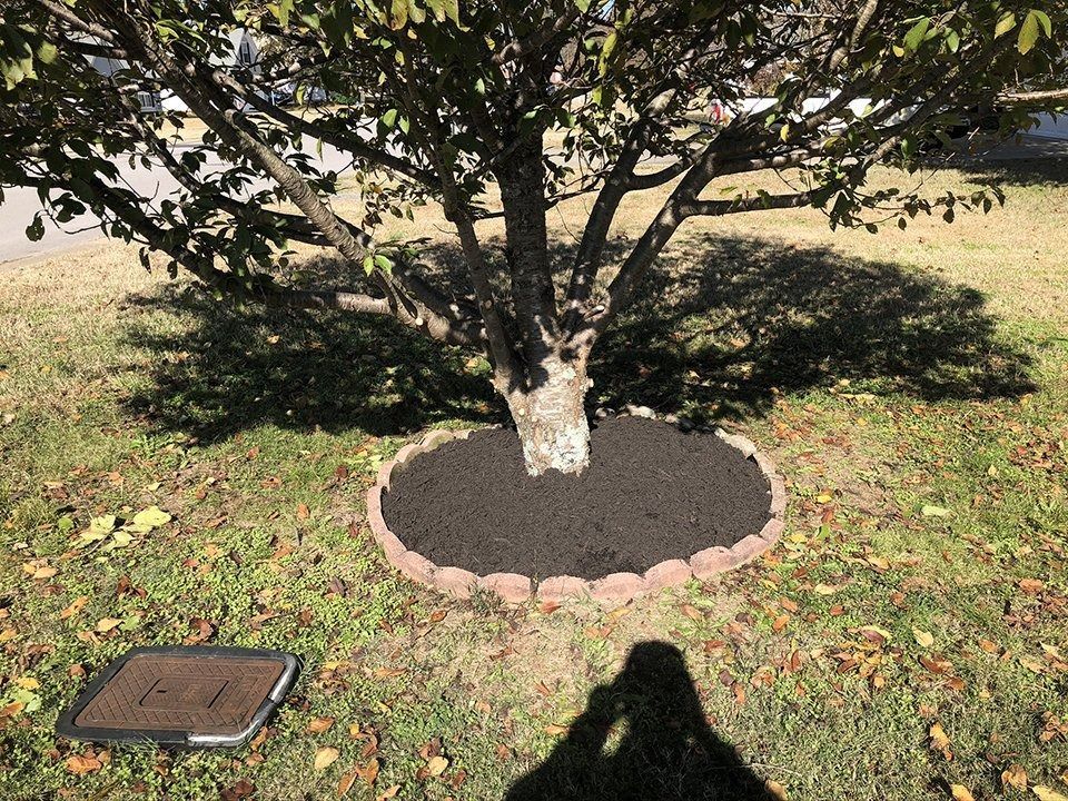 Tree trunk with dark mulch ring bordered by reddish brick edging; brown grass.