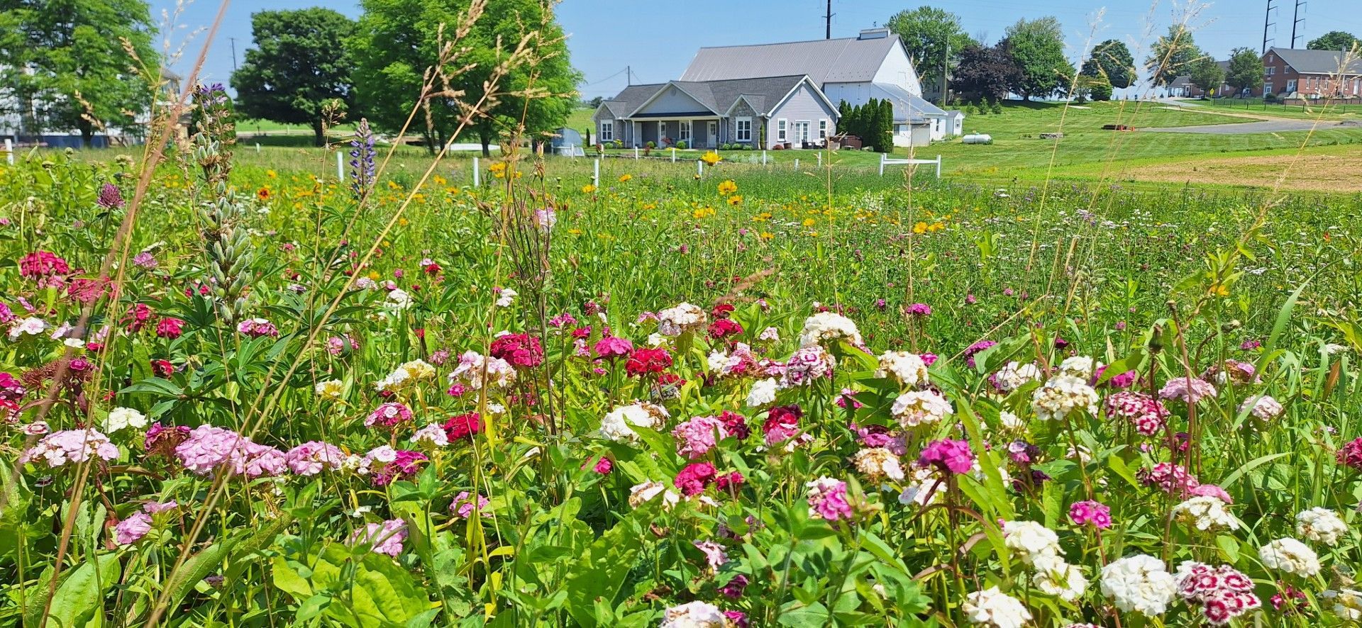 Wildflower meadow with pink and white flowers, green grass, trees, and houses under a clear blue sky