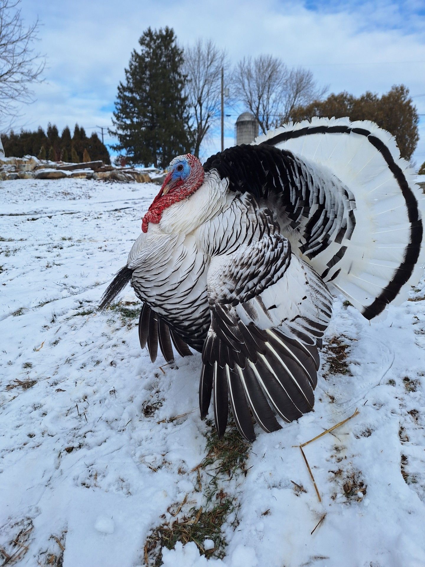 Wild turkey displaying tail feathers in a snowy field, with trees and a house in the background