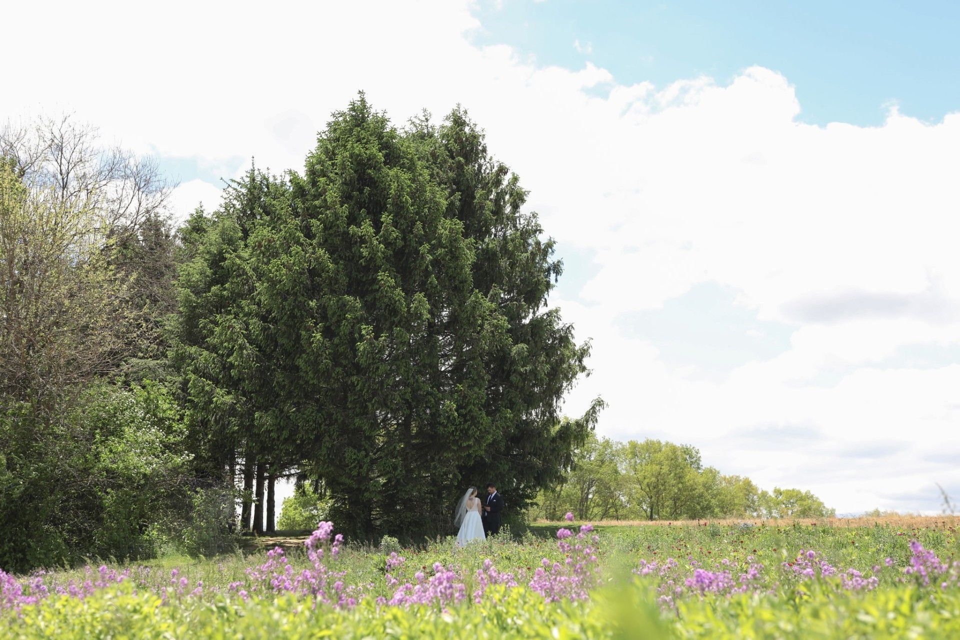 A large green tree in a wildflower meadow under a bright blue sky with clouds.