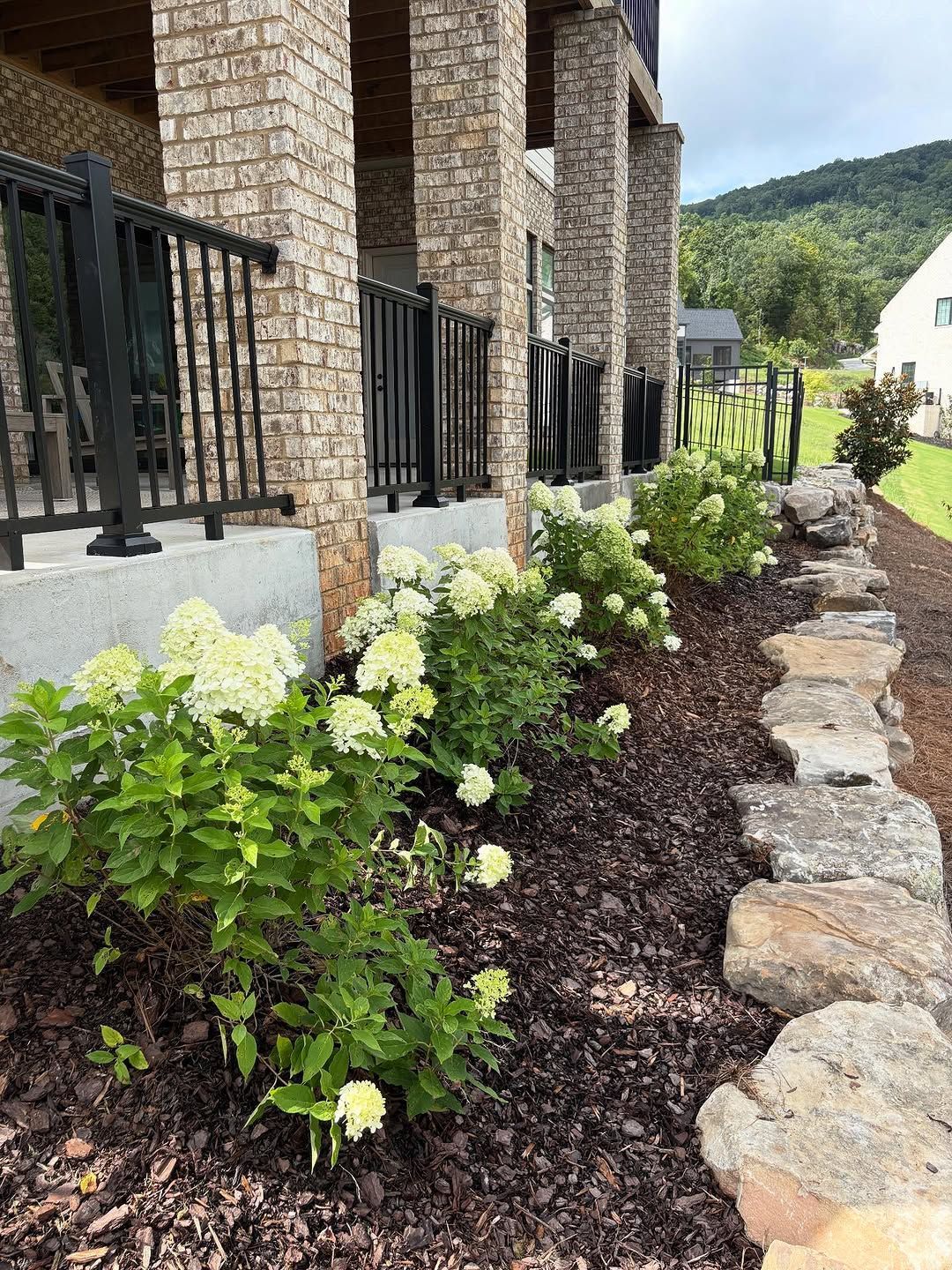 Row of hydrangea bushes with pale green blooms along a brick building. Stone border on right.