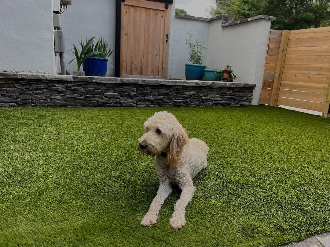 Golden doodle dog resting on green artificial turf. Beige fur, outdoor setting with a wooden door and plants.