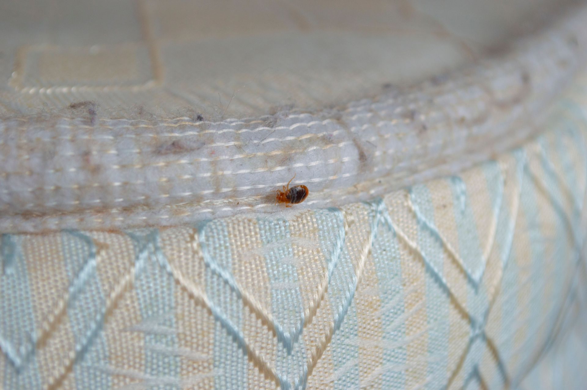 bed bug pest control