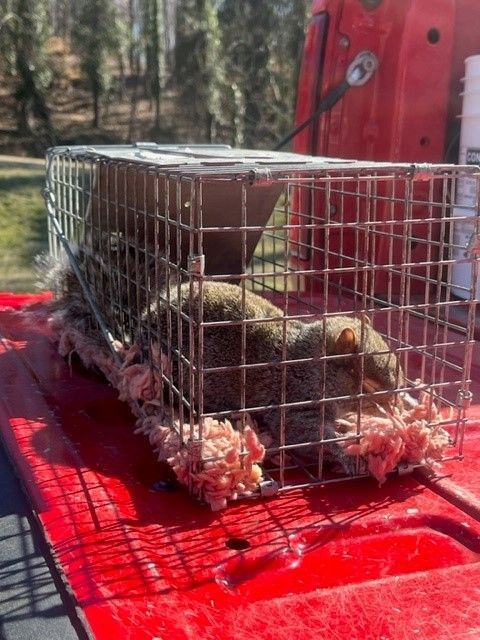 Trapped squirrel