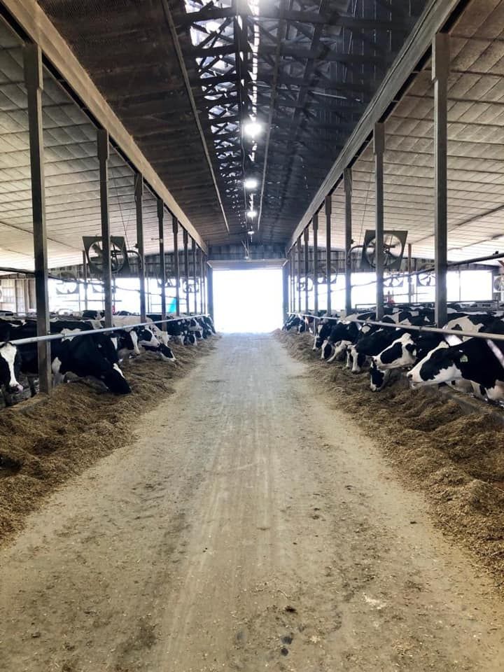 A row of cows are eating hay in a barn with LED lighting on the ceiling.