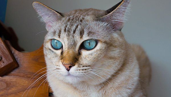 Domestic cat
