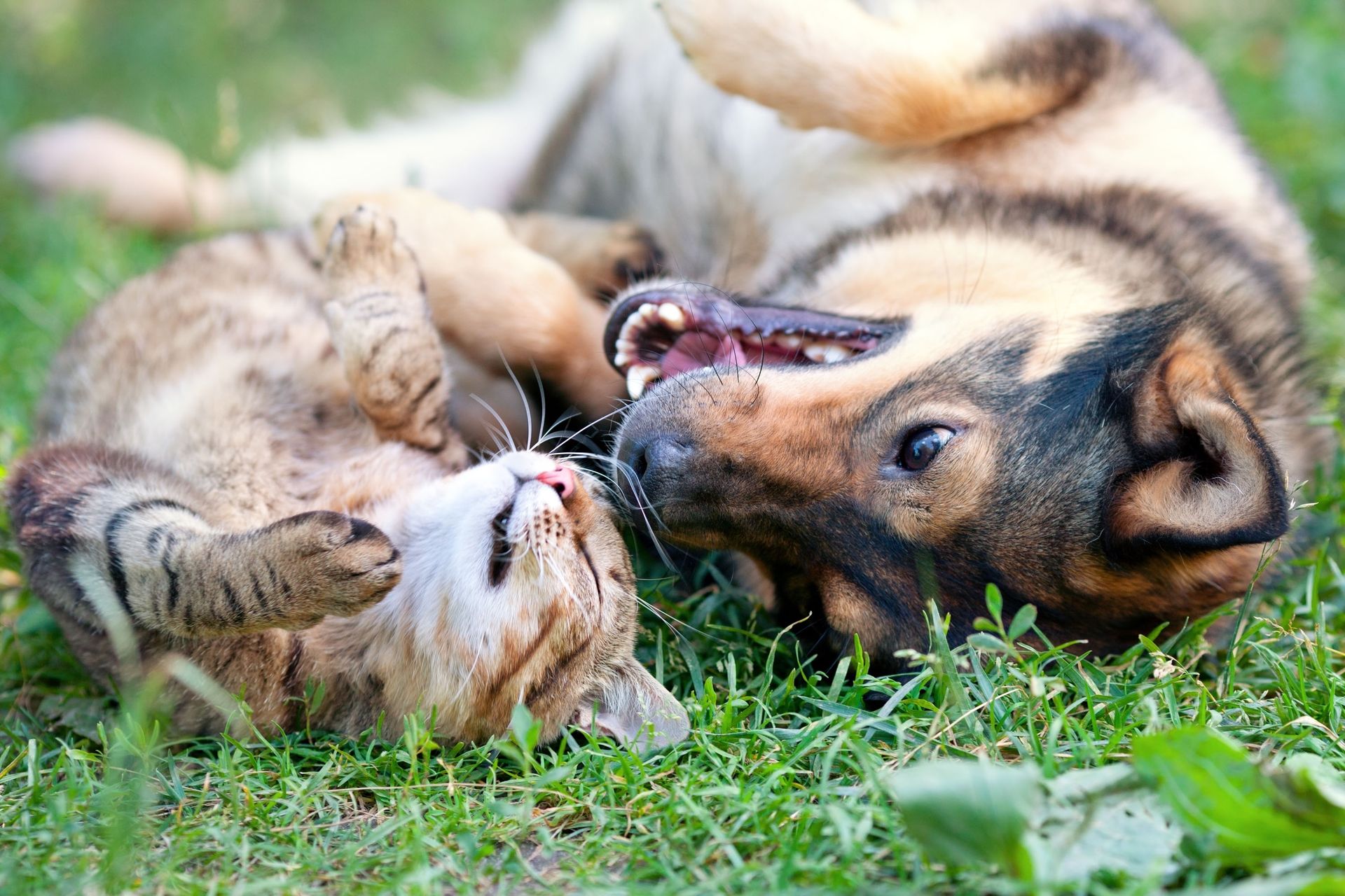 Dog and cat laying in grass