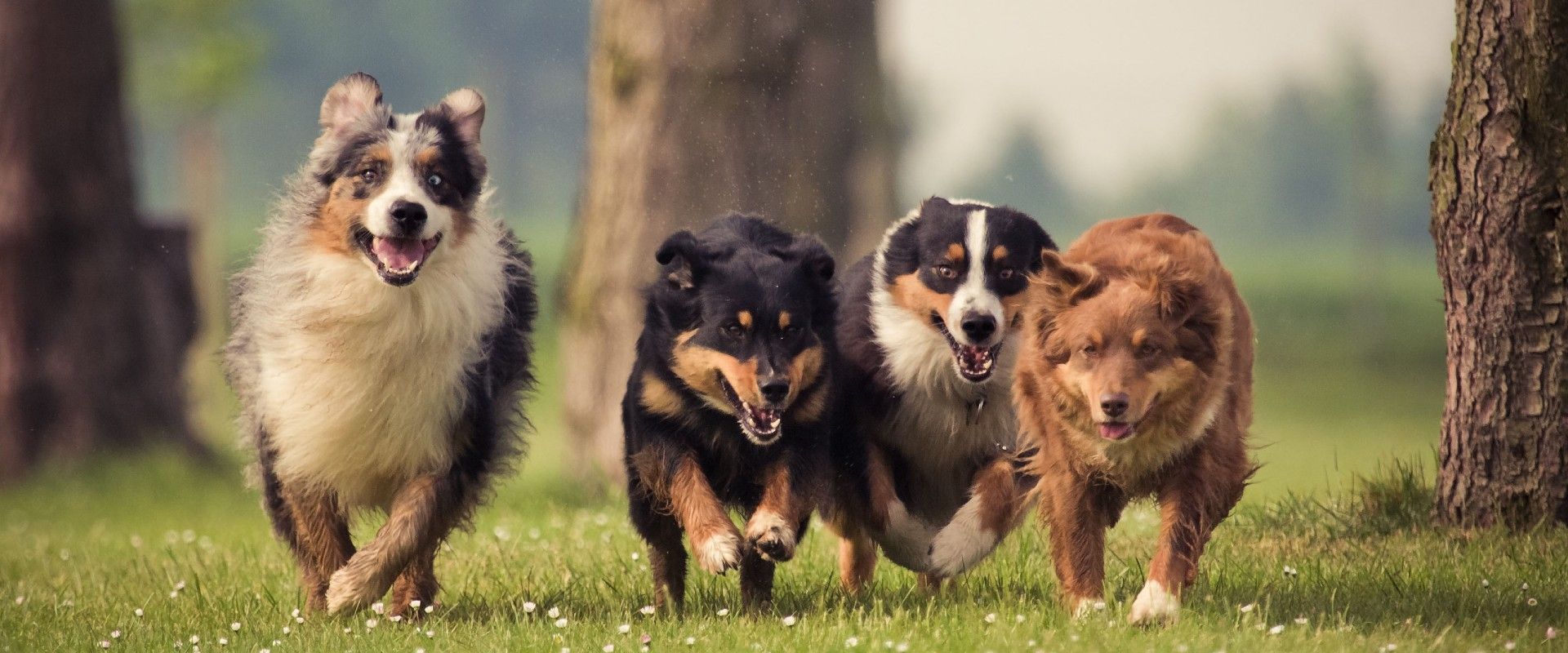 Four dogs running